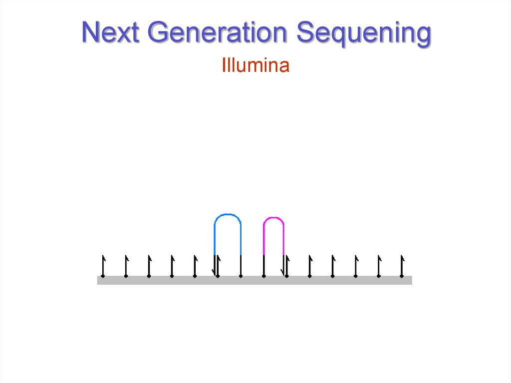 Next Generation Sequening