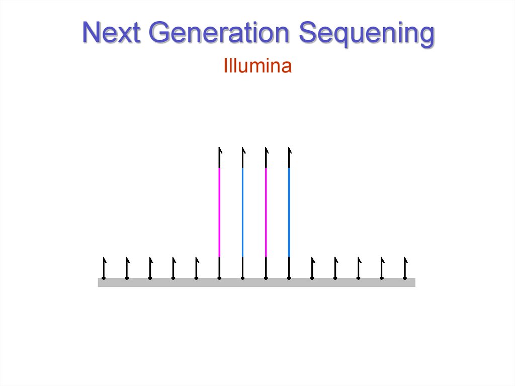 Next Generation Sequening
