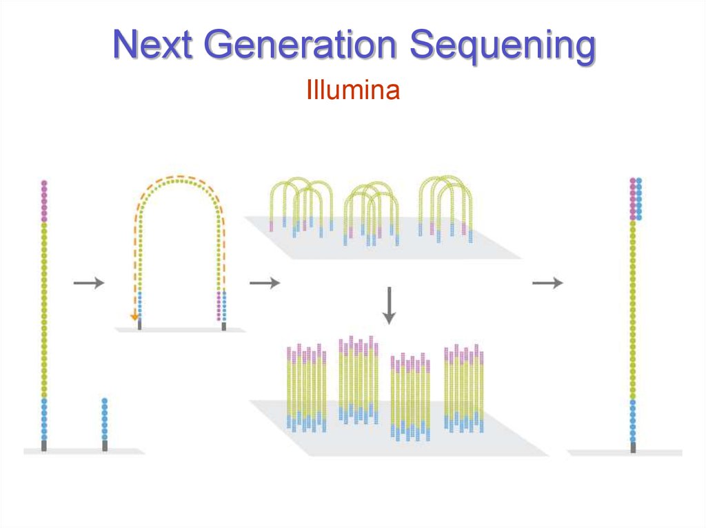 Next Generation Sequening