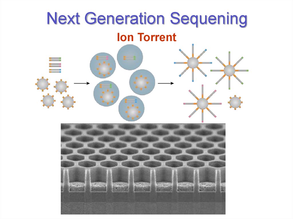 Next Generation Sequening