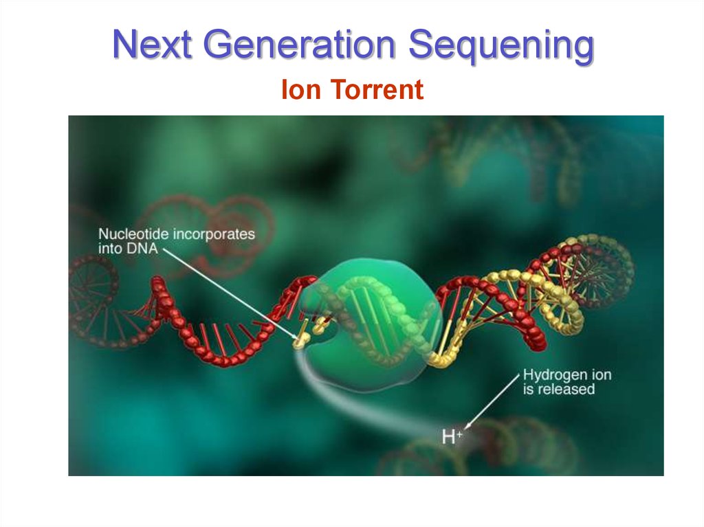 Next Generation Sequening