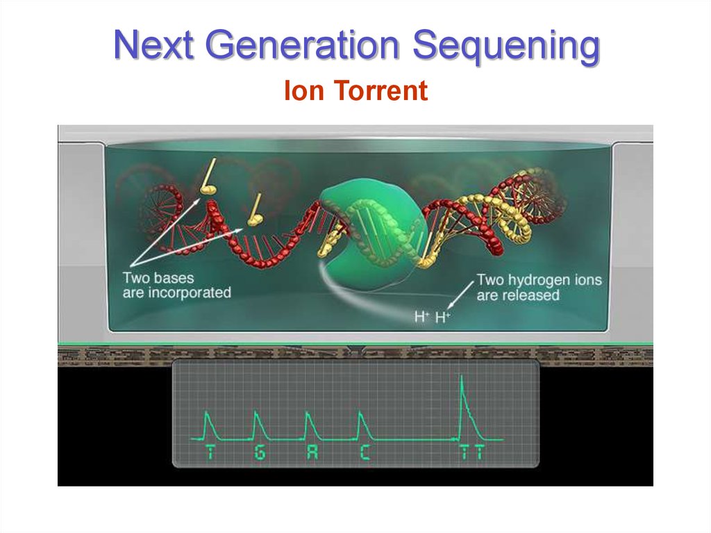 Next Generation Sequening