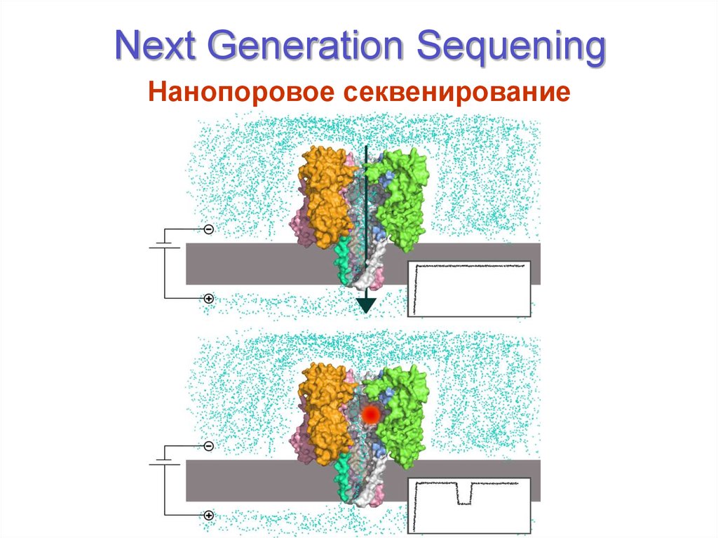 Next Generation Sequening