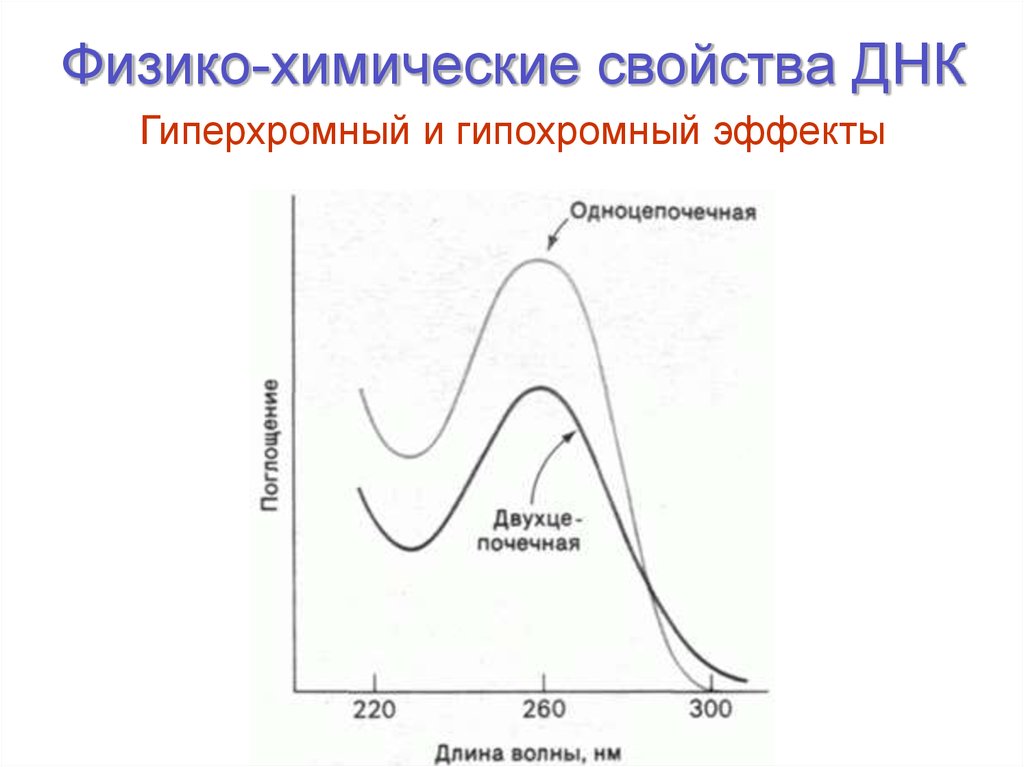 Физико-химические свойства ДНК
