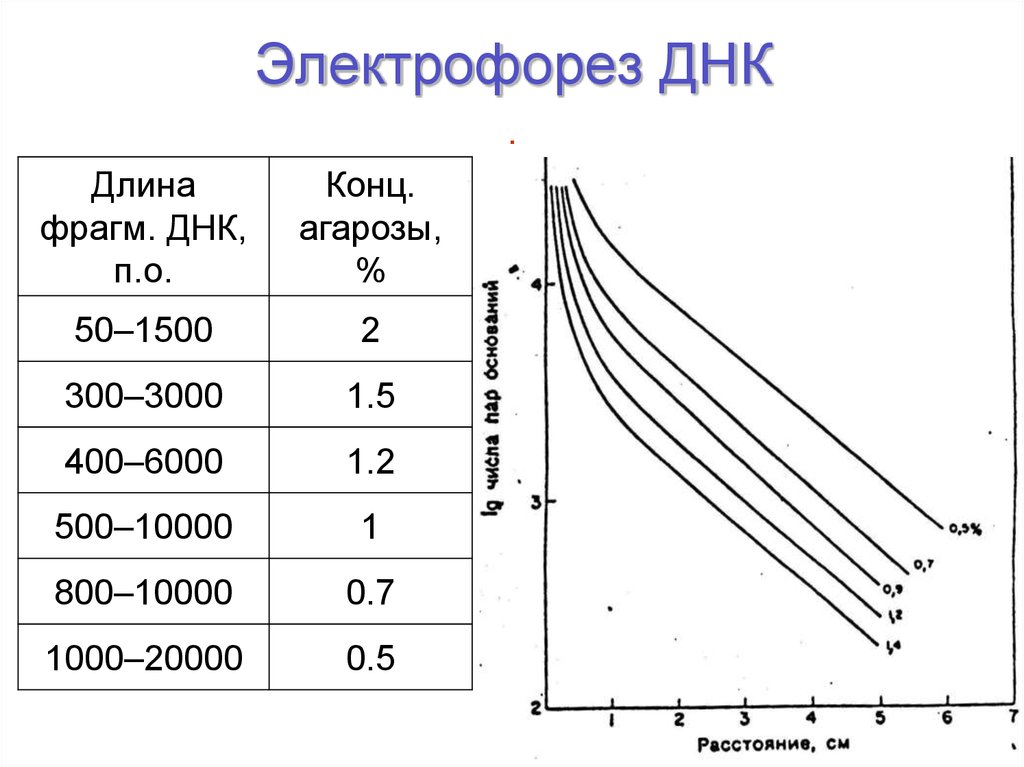 Длина днк. Электрофорез фрагментов ДНК. Электрофорез ДНК В агарозном геле концентрация агарозы. Анализ электрофореграммы ДНК. Электрофорез ДНК схема.