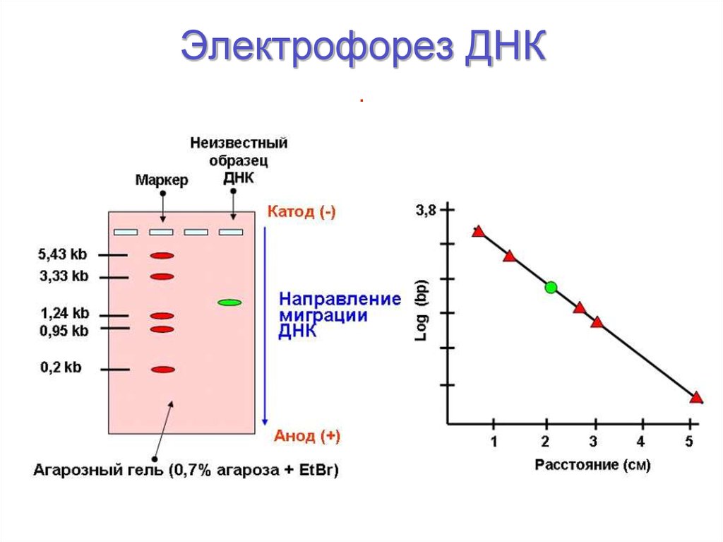 Электрофорез для чего. Принцип разделения фрагментов ДНК при электрофорезе. Форез ДНК В агарозном геле. Разделение ДНК В геле электрофореза. Метод ПЦР гель электрофорез.