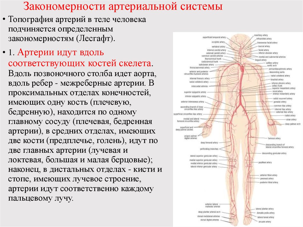 Какие особенности строения артерии. Артериальная система схема артерий. Характеристика артериальной системы кратко анатомия. Артериальная система лучевая артерия. Артериальная система ее ветви функции.