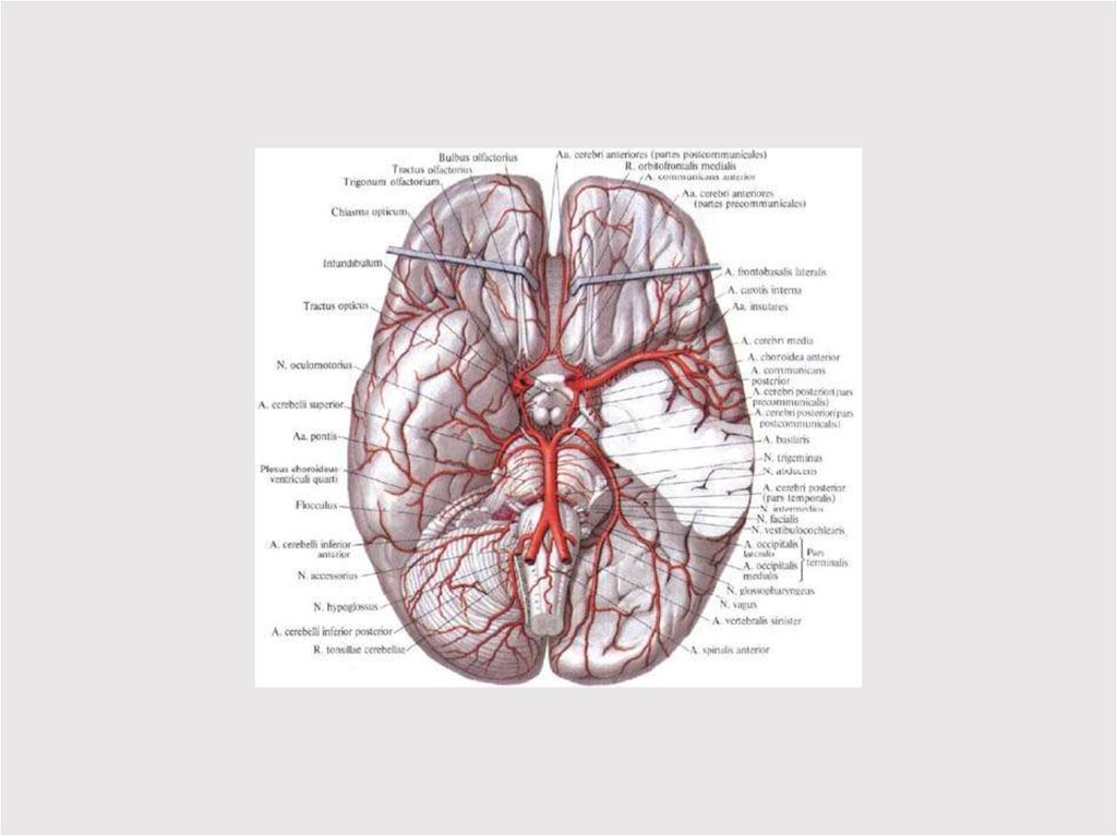 Виллизиев круг топографическая анатомия. Артерии мозга. Сосуды мозга анатомия. Артериальный круг большого мозга.