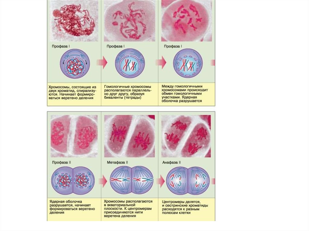 Профаза 2 хромосомы. Фазы мейоза биология 10 класс. Фазы мейоза таблица 10 класс биология. Фазы мейоза редукционное деление. Этапы мейоза таблица рисунки.