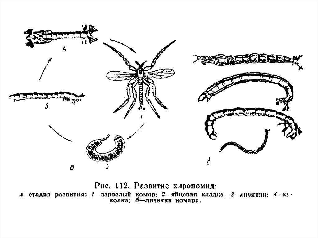 Развитие комара. - Личинка комара-хирономиды. Хирономиды личинки мотыль. Хирономиды личинки комаров. Мотыль личинка комара звонца.