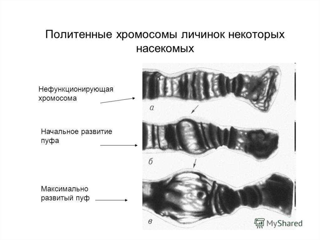 Пуфы политенной хромосомы