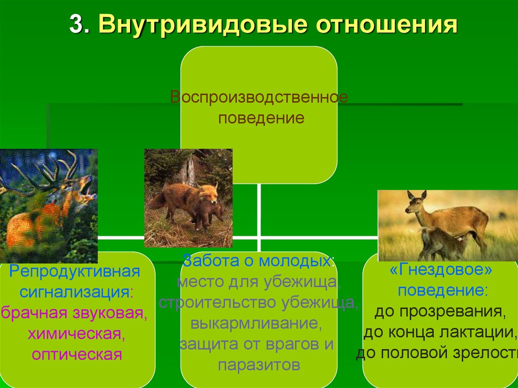 Поведение млекопитающих 8 класс биология