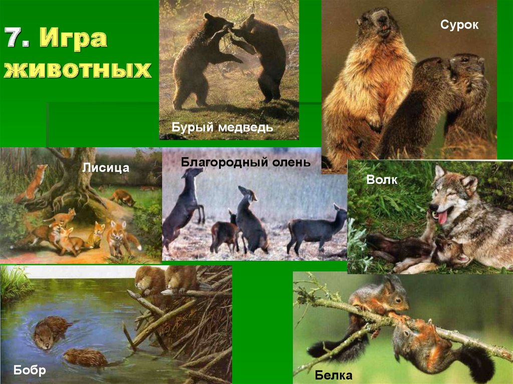 Примеры поведения млекопитающих. Особенности поведения млекопитающих. Поведение млекопитающих кратко. Сложное поведение млекопитающих примеры.
