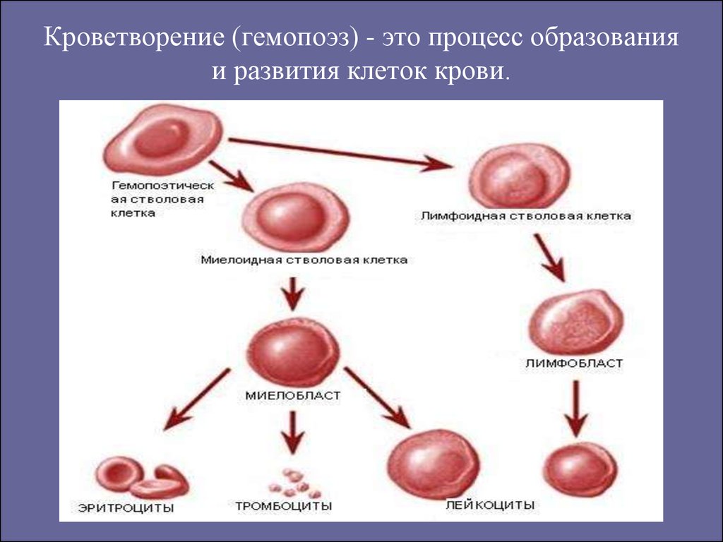 Синтез эритроцитов. Схема гемопоэза эритроцитов. Гемопоэтическая стволовая клетка схема. Схема кроветворения эритроцитов. Образование клеток крови схема.