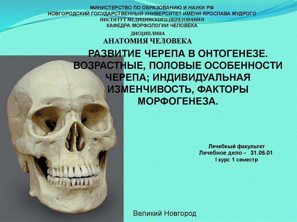 Развитие черепа в онтогенезе индивидуальные возрастные. Индивидуальная изменчивость черепа. Половые особенности черепа. Возрастная изменчивость лицевого черепа.