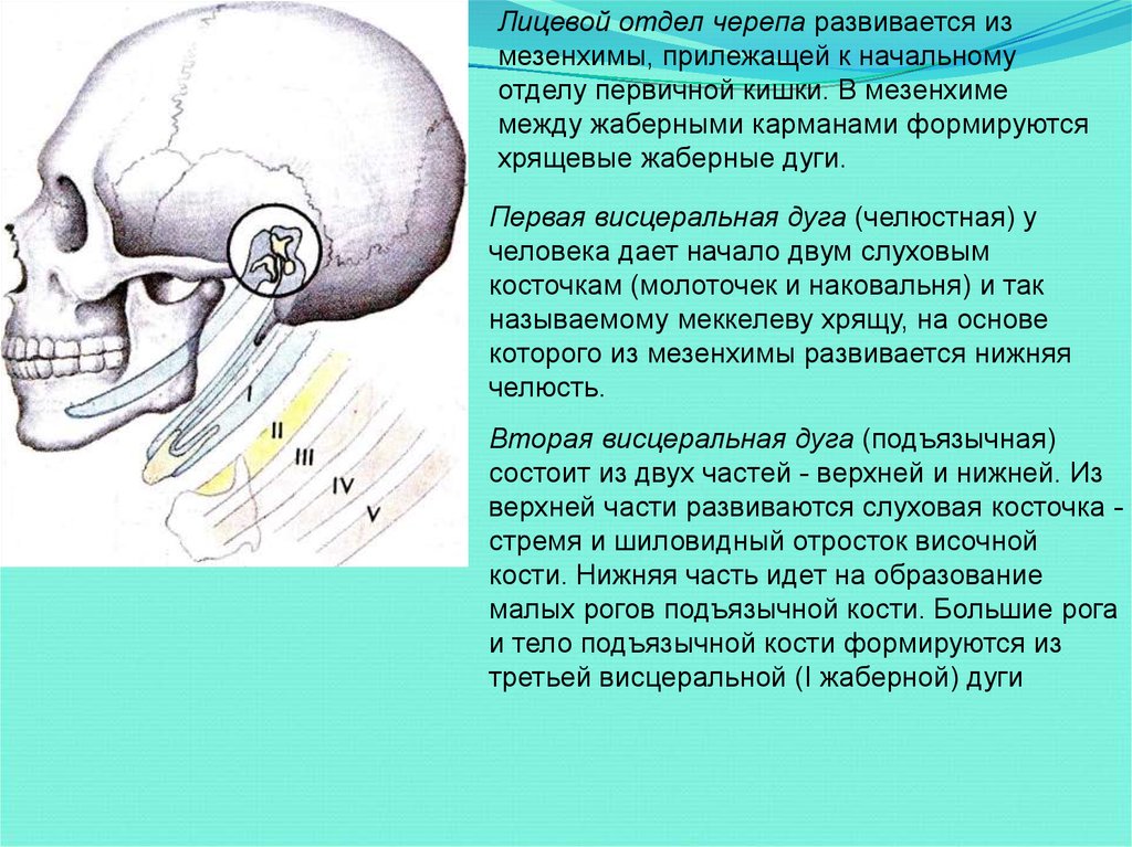 Развитие черепа в онтогенезе. Висцеральные дуги черепа. Лицевой отдел черепа развивается. Висцеральный череп человека. Лицевой череп развивается из.