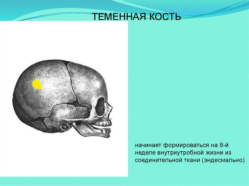 Лобная и теменная кость. 15. Онтогенез черепа.. Кости черепа лобная кость. Кости черепа возрастные особенности черепа. Развитие лобной кости.