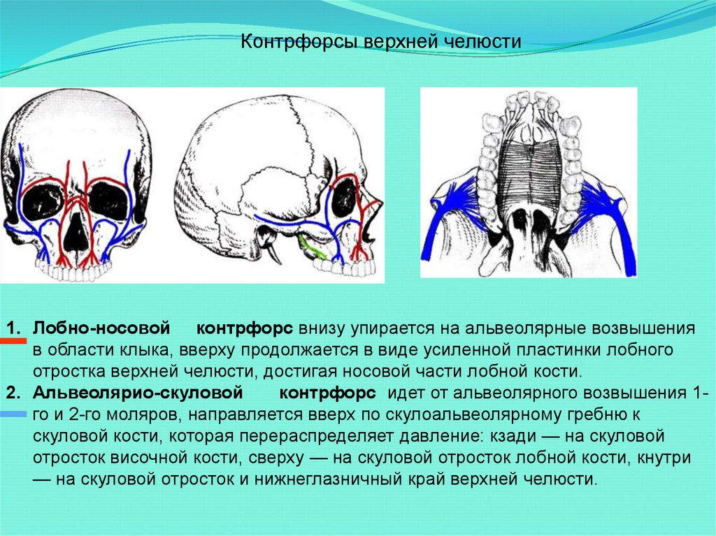 Развитие черепа в онтогенезе индивидуальные возрастные. Контрфорсы черепа нижней челюсти. Контрфорсы лицевого отдела черепа. Контрфорсы верхней и нижней челюсти анатомия. Контрфорсы черепа верхней челюсти.