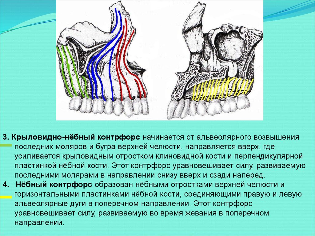 Контрфорсы верхней челюсти. Контрфорсы черепа нижней челюсти. Крыловидно небный КОНТРФОРС. Контрфорсы верхней и нижней челюсти анатомия.