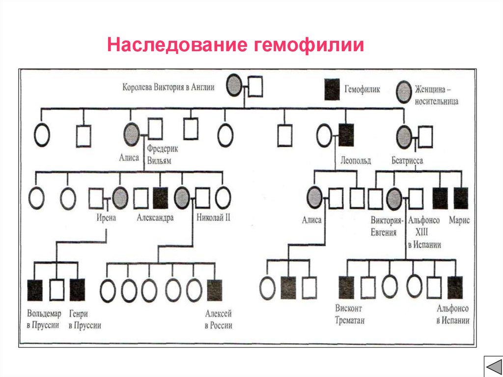 Схема наследования гемофилии