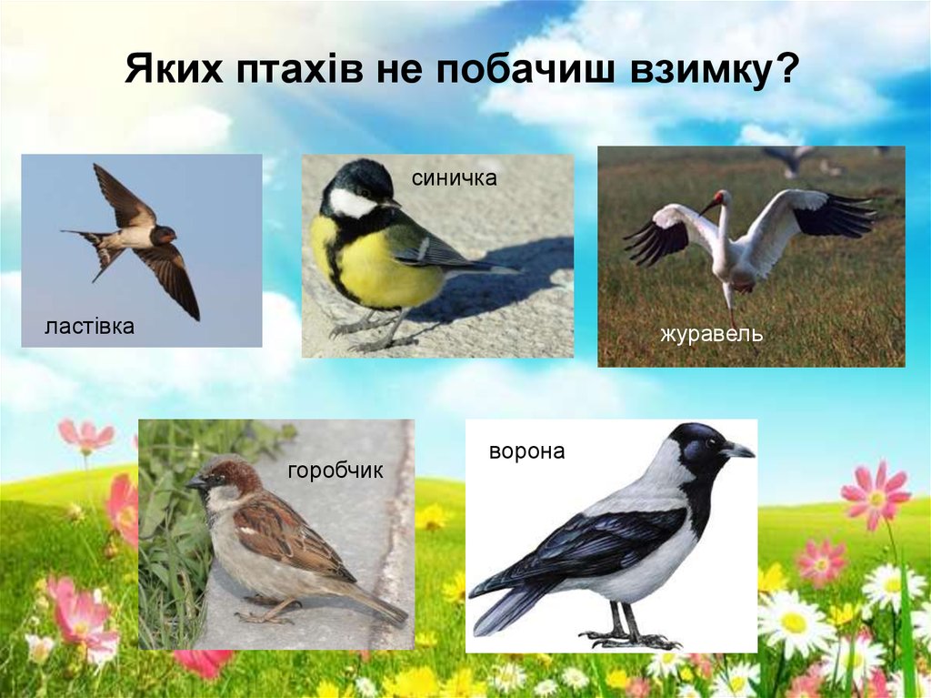 Птахи навесні - презентация онлайн