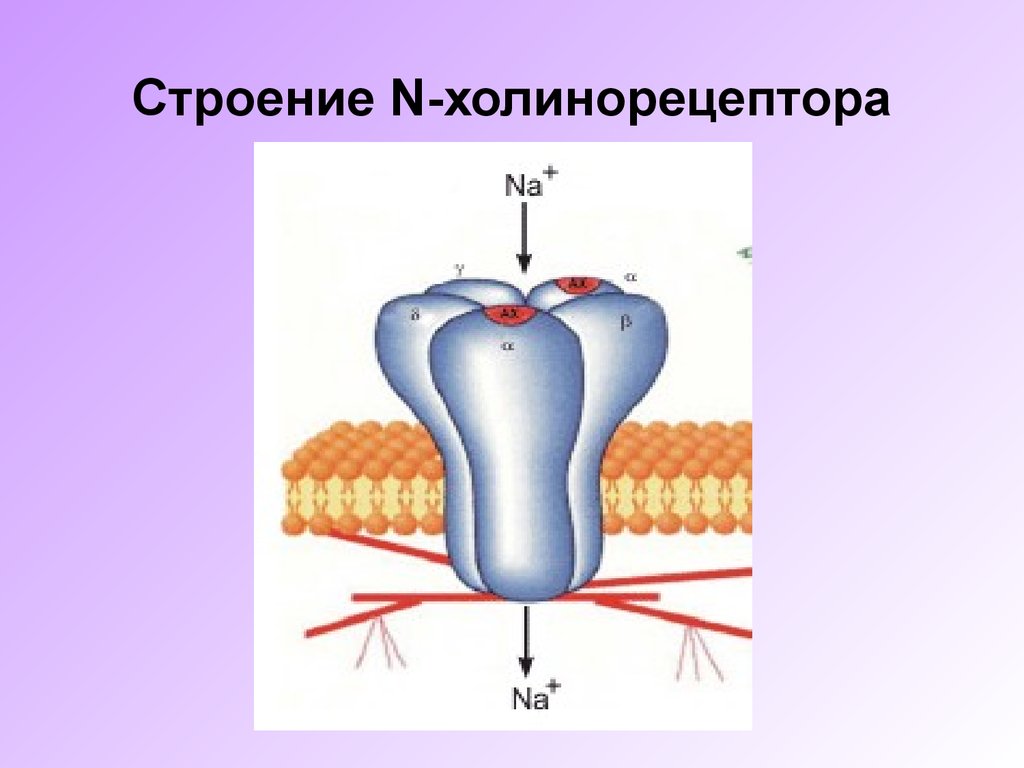 Строение N-холинорецептора