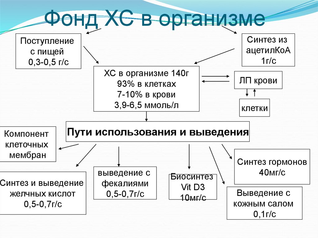 Синтез поступающей информации. Синтез в организме. Собственные жиры организма синтезируются в. Синтез no в организме. В каких органах синтезируются липиды.