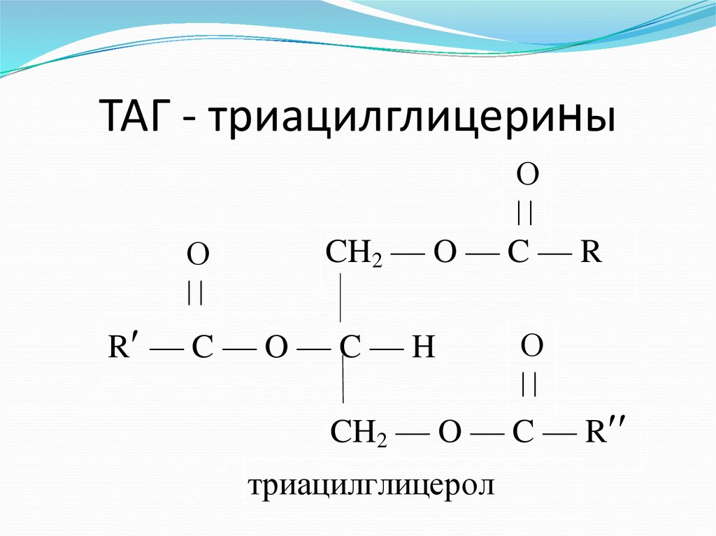 Схема образования триацилглицерина