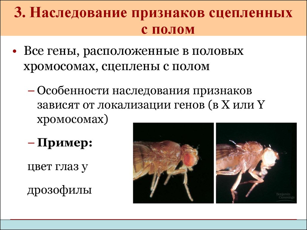 Признаки половых хромосом. Сцепленное наследование признаков генетика пола. Наследование пола и признаков сцепленных с полом. Признаки сцепленные с полом у животных. Наследование признаков сцепленных с полом у человека.