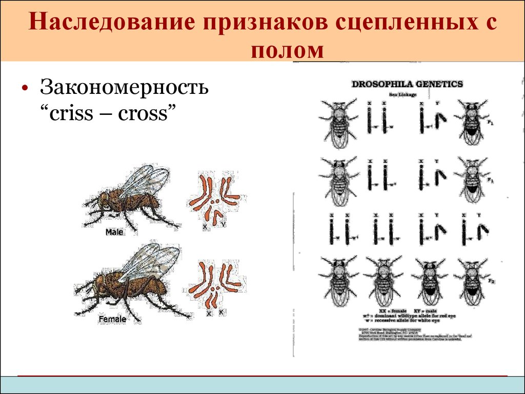 Наследование признаков. Наследование сцепленное с полом у дрозофилы. Наследование признаков у дрозофилы. Крис кросс это в генетике. Наследование признаков у дрозофилы таблица.