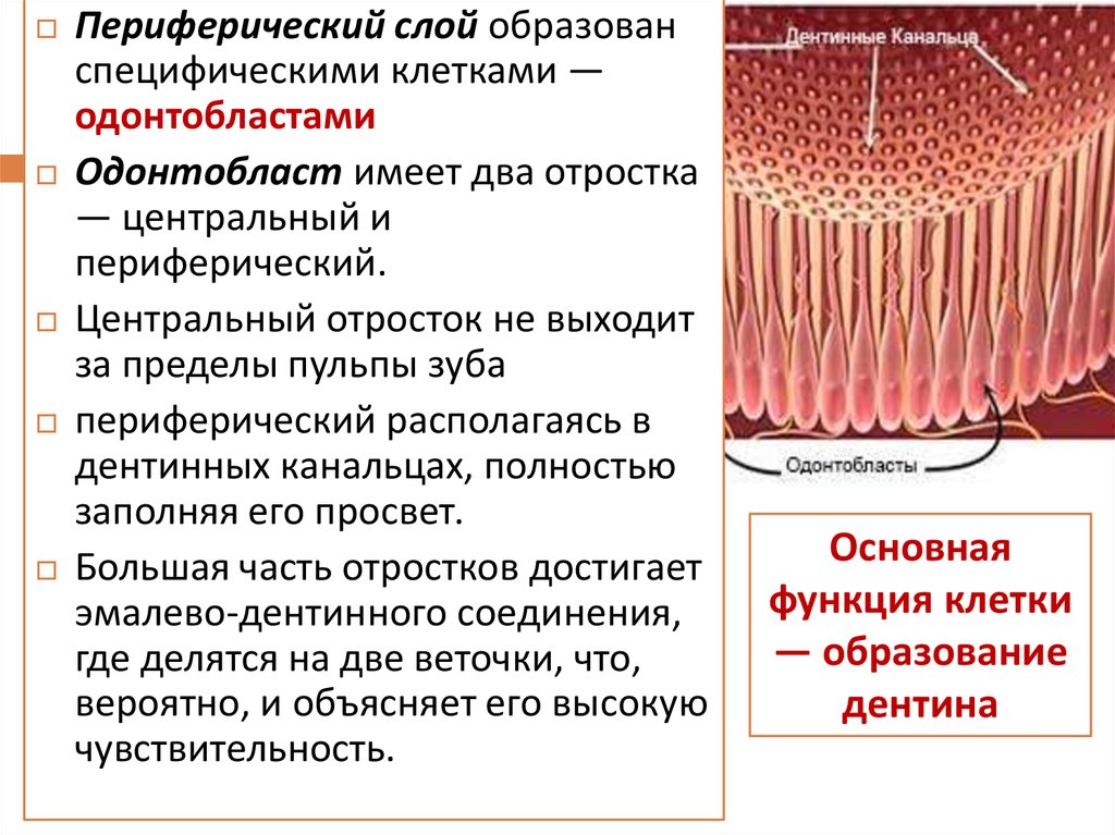 Функции тканей зубов