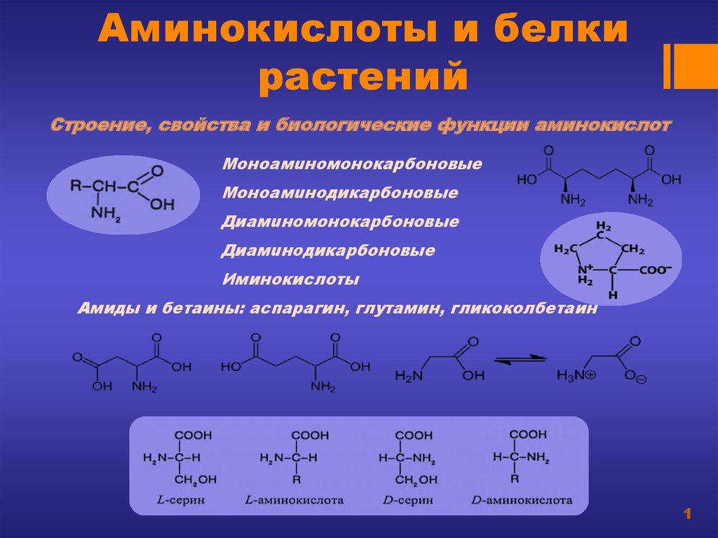 Аминокислоты входящие в состав. Аминокислоты. Белки аминокислоты. Диаминодикарбоновые аминокислоты. Белки и аминокислоты строение и функции.