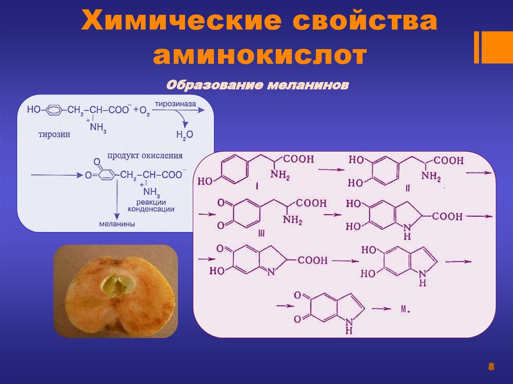 Синтезирует меланин. Химические свойства аминокислот. Меланин формула. Меланин это белок. Аминокислоты для растений.