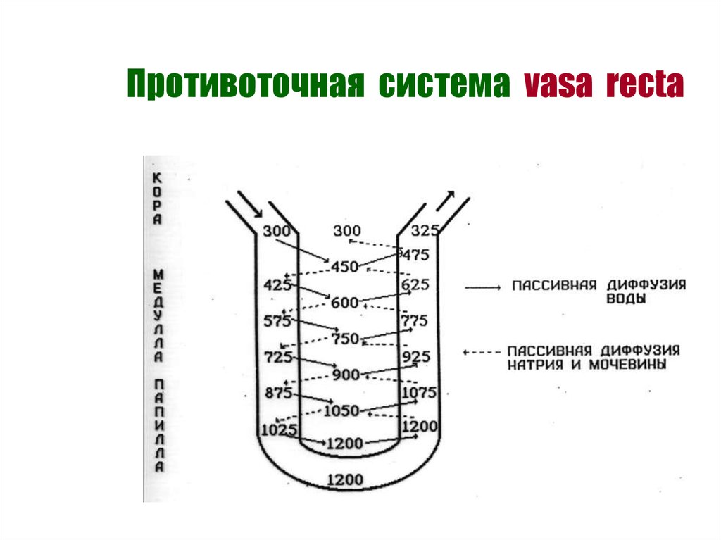 Схема поворотно противоточной множительной системы почек