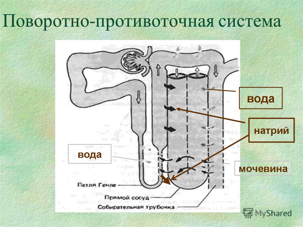 Петля генле. Поворотно противоточный механизм почек. Петля Генле поворотно противоточный механизм. Поворотно противоточная множительная система почки. Поворотно-противоточная система нефрона.