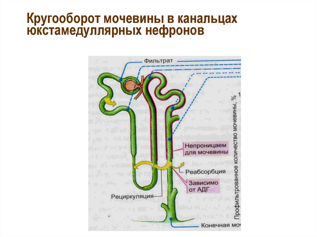 Что происходит в нефроне. Реабсорбция мочевины механизму. Строение нефрона. Юкстамедуллярный нефрон. Схема нефрона.