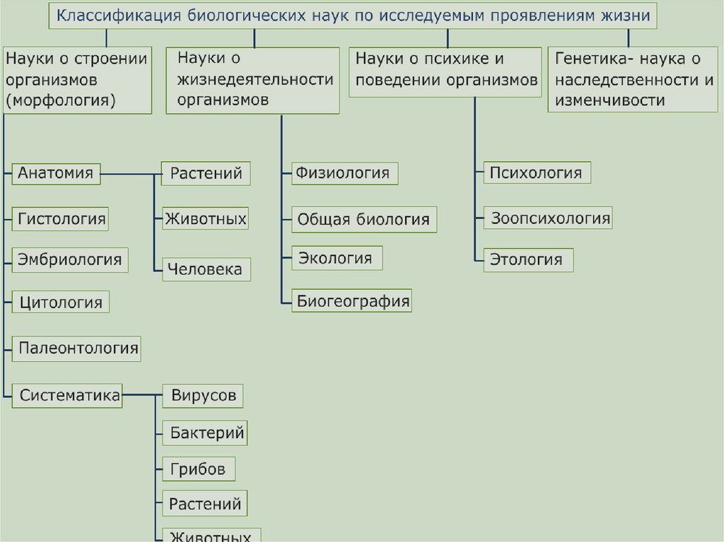 Биологическая классификация. Классификация вбиооги. Классификация в биологии. Классификация биологических наук. Классификация вибиологии.