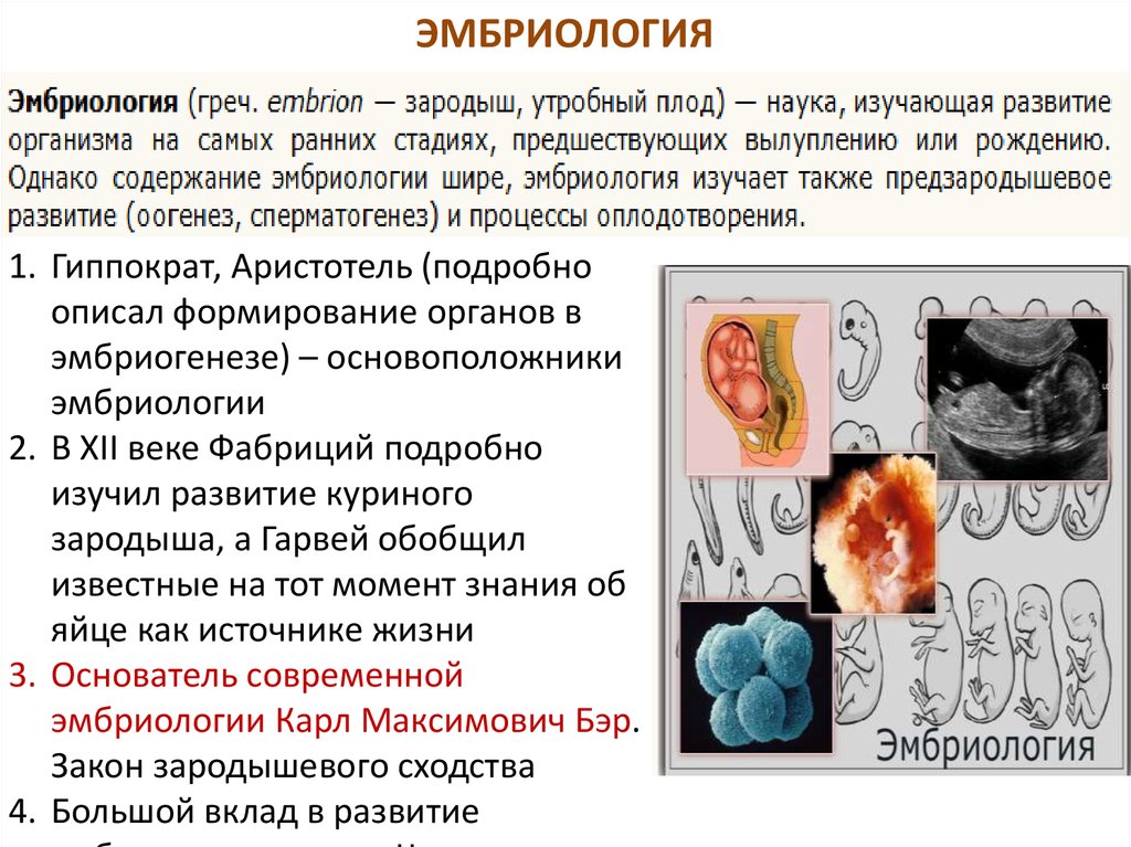 Кто считается основателем эмбриологии. Что изучает эмбриология. Гиппократ эмбриология. Эмбриология стадии.