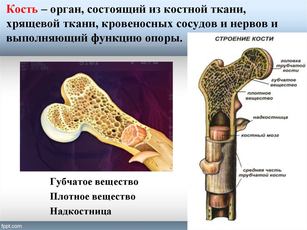 Функции костного мозга в трубчатой кости. Строение кости. Кость как орган. Структура состав кости. Кость как орган строение кости.