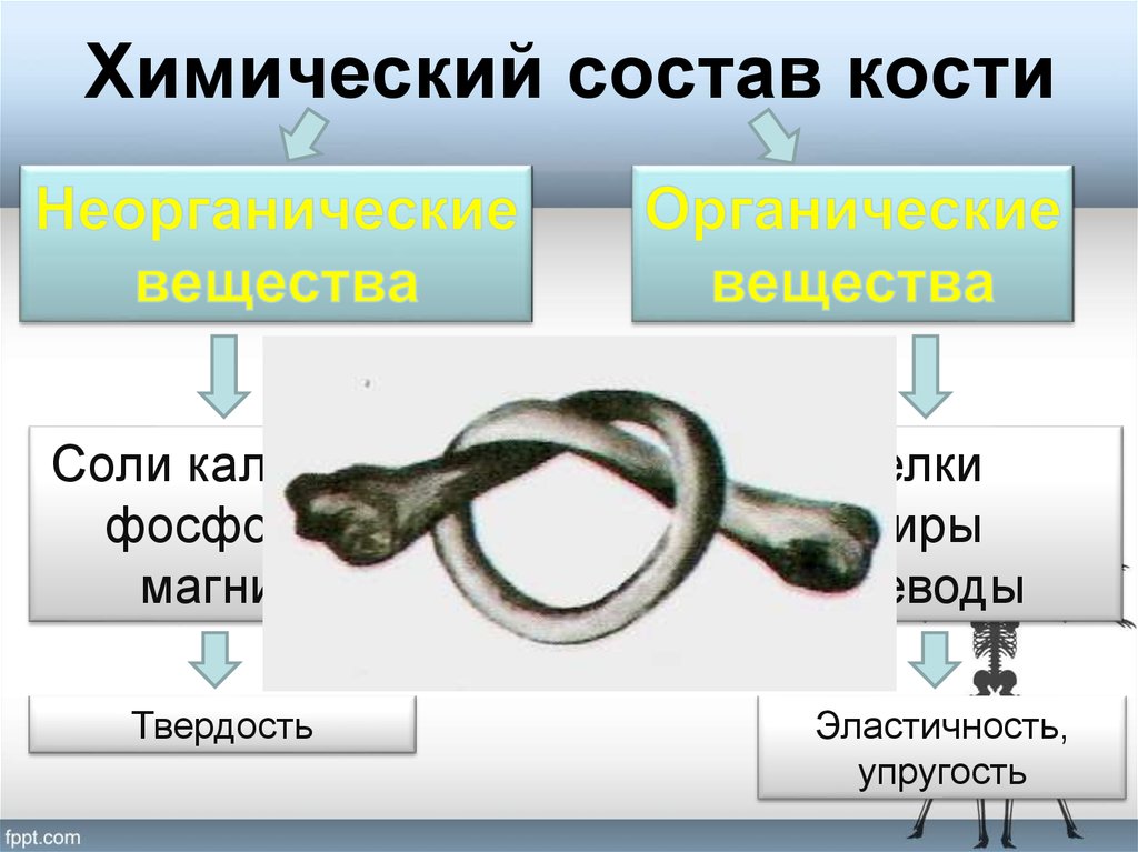 Органические и неорганические кости