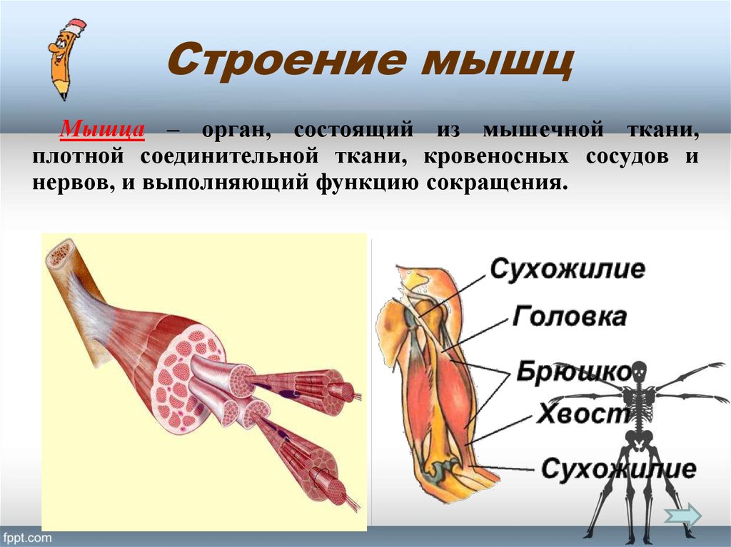 Особенности строения мышц