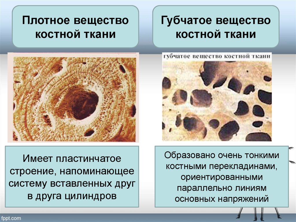 Основные компоненты костной ткани. Пластинчатая губчатая костная ткань. Пластинчатая трабекулярная костная ткань. Костная пластинчатая соединительная ткань. Пластинчатая костная ткань остеобласты.