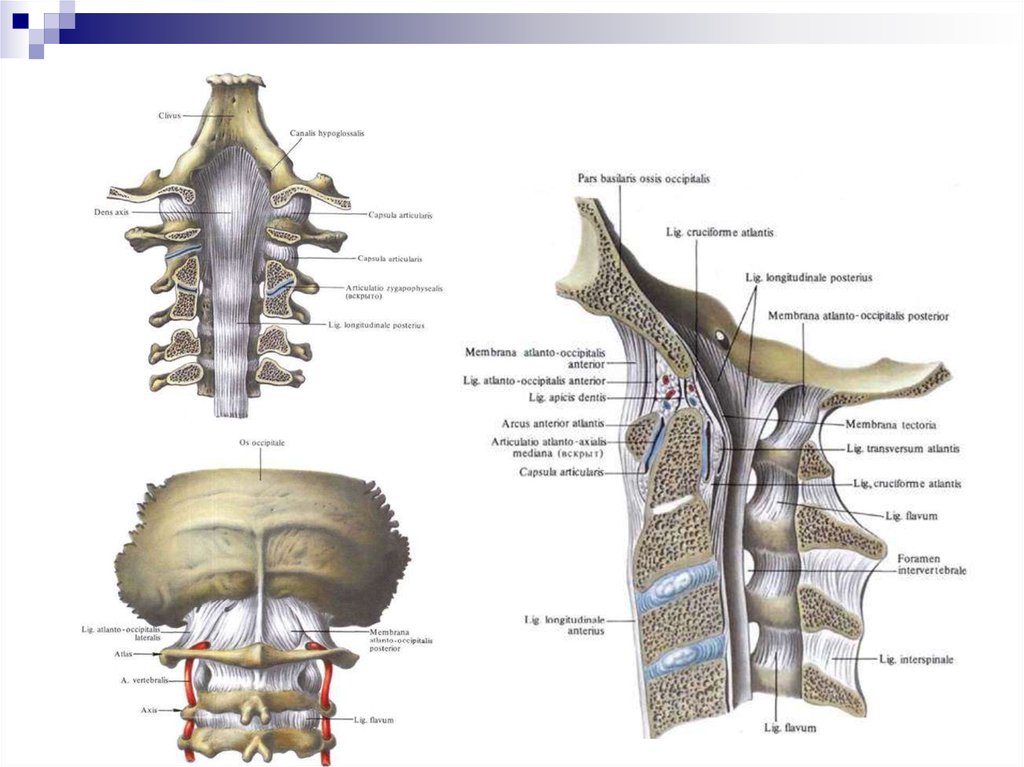 Соединения позвоночника суставы. Атлантозатылочный сустав связки шейного отдела позвонка. Соединения позвоночного столба шейный отдел. Связки и суставы позвоночного столба анатомия. Связки шейного отдела позвоночника анатомия.