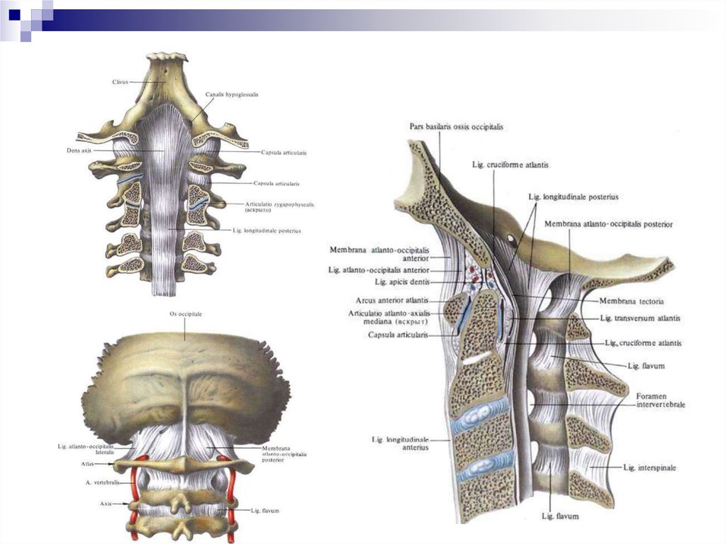 Связки позвоночника. Атлантозатылочный сустав связки шейного отдела позвонка. Суставы позвоночного столба анатомия. Связки и суставы позвоночного столба анатомия. Связки шейного отдела позвоночника анатомия.