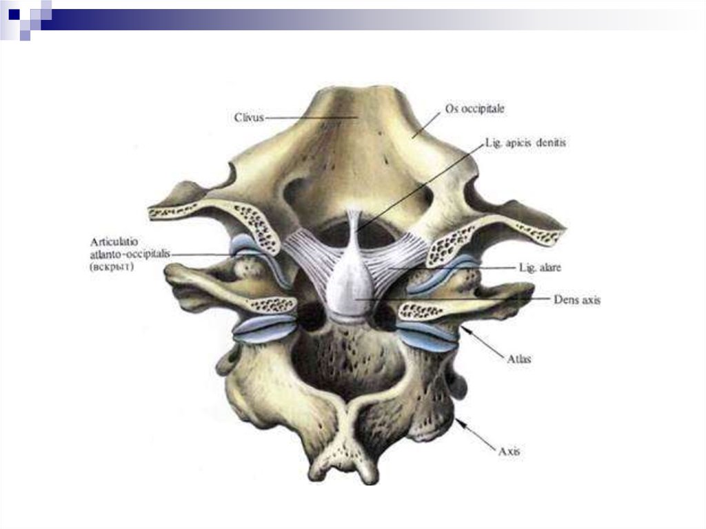 Соединение позвоночника с черепом. Связки атланто затылочного сустава. Атланто затылочный сустав анатомия. Соединения атланто-затылочного сустава. Атланто затылочный сустав анатомия животных.