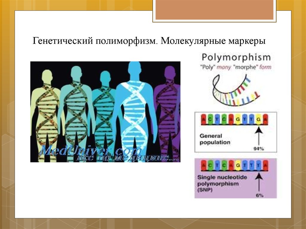 Полиморфный это. Генетический полиморфизм. Полиморфизм генетика. Генетический полиморфизм человечества. Генетический полиморфизм примеры.