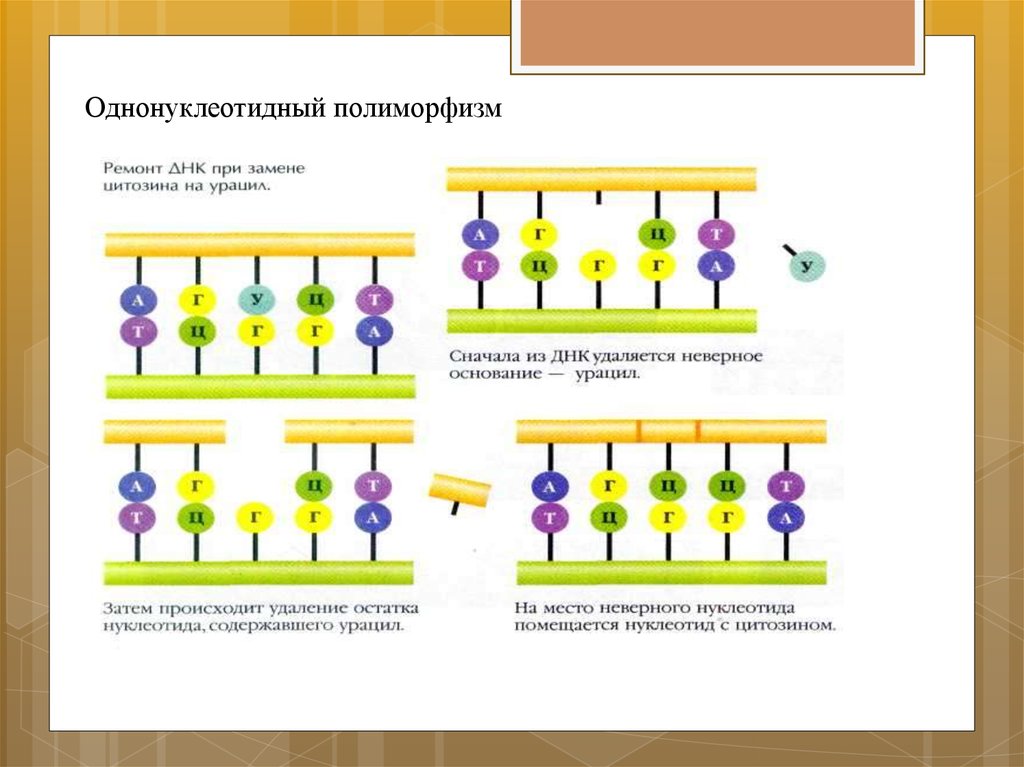 Генетический полиморфизм презентация