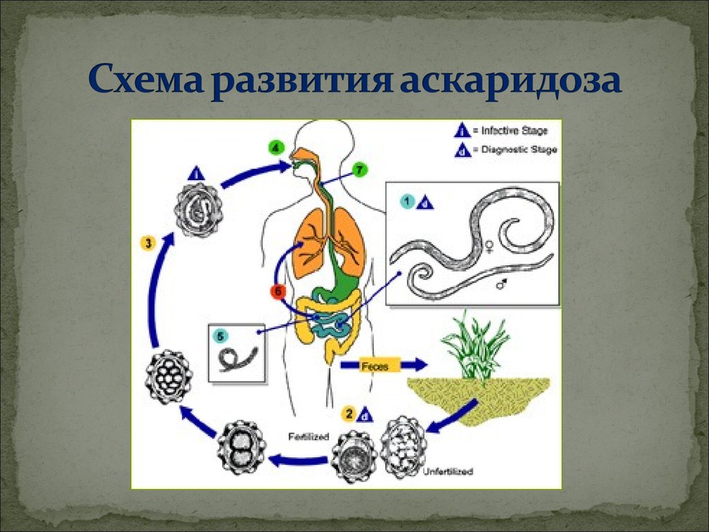 Эхинококк жизненный цикл. Жизненный цикл картинка. Паразитарная система. Современное представление о паразитарной системе..