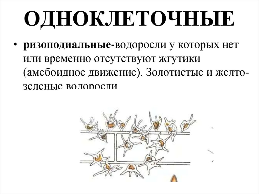 Амебоидное движение. Ризоподиальные водоросли. Амебоидное движение примеры. Ризоподиальная (амебоидная) водоросли.