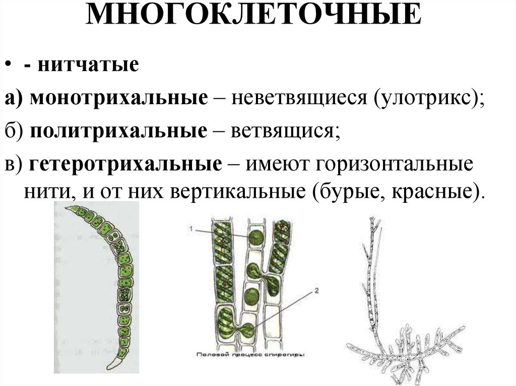 Многоклеточные водоросли состоят из большого числа. Строение многоклеточных нитчатых водорослей. Нитчатые водоросли строение. Многоклеточные нитчатые зеленые водоросли. Нитчатые зеленые водоросли улотрикс.